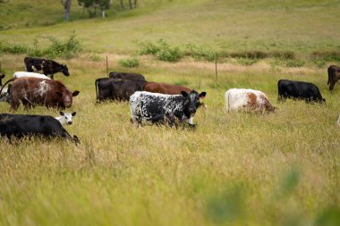 Bir tarlada ineklerle büyüyen uzun otlar, Sürdürülebilir bir Avustralya Çiftliğinde Sağlıklı Sığır Sürüsü. İlkbaharda Kırsal Tarım 'ın Yenilenme Uygulamalarını Sembolize Etmek