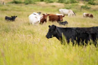 Avustralya 'daki güzel sığırlar ot yer, otlakta otlarlar. Tarımsal bir çiftlikte yetiştirilen sığır sürüsü. İlkbaharda sürdürülebilir tarım
