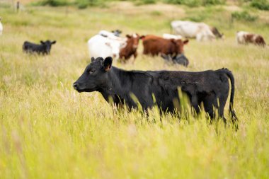 Avustralya 'daki güzel sığırlar ot yer, otlakta otlarlar. Tarımsal bir çiftlikte yetiştirilen sığır sürüsü. İlkbaharda sürdürülebilir tarım