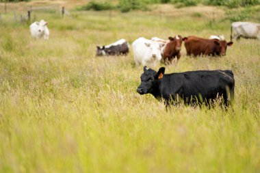 Bir tarlada ineklerle büyüyen uzun otlar, Sürdürülebilir bir Avustralya Çiftliğinde Sağlıklı Sığır Sürüsü. İlkbaharda Kırsal Tarım 'ın Yenilenme Uygulamalarını Sembolize Etmek