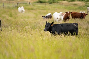 Green Pasture çiftliği sürdürülebilir tarım yapıyor Avustralya 'da yenilenebilir çiftliğin geleceği. Sağlıklı Toprak Yönetimi, Çevre Yönetimi ve Kırsal Peyzaj Gösterimi