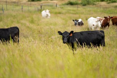 Avustralya 'daki güzel sığırlar ot yer, otlakta otlarlar. Tarımsal bir çiftlikte yetiştirilen sığır sürüsü. İlkbaharda sürdürülebilir tarım