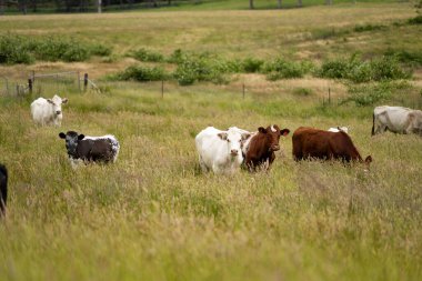 Green Pasture çiftliği sürdürülebilir tarım yapıyor Avustralya 'da yenilenebilir çiftliğin geleceği. Sağlıklı Toprak Yönetimi, Çevre Yönetimi ve Kırsal Peyzaj Gösterimi