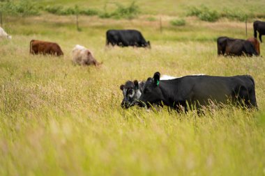 Green Pasture çiftliği sürdürülebilir tarım yapıyor Avustralya 'da yenilenebilir çiftliğin geleceği. Sağlıklı Toprak Yönetimi, Çevre Yönetimi ve Kırsal Peyzaj Gösterimi