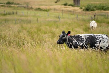 Bir tarlada ineklerle büyüyen uzun otlar, Sürdürülebilir bir Avustralya Çiftliğinde Sağlıklı Sığır Sürüsü. İlkbaharda Kırsal Tarım 'ın Yenilenme Uygulamalarını Sembolize Etmek