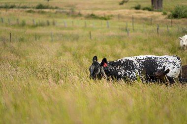 Avustralya 'daki güzel sığırlar ot yer, otlakta otlarlar. Tarımsal bir çiftlikte yetiştirilen sığır sürüsü. İlkbaharda sürdürülebilir tarım