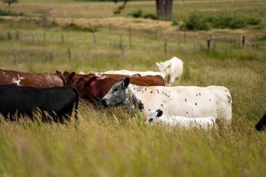 Bir tarlada ineklerle büyüyen uzun otlar, Sürdürülebilir bir Avustralya Çiftliğinde Sağlıklı Sığır Sürüsü. İlkbaharda Kırsal Tarım 'ın Yenilenme Uygulamalarını Sembolize Etmek