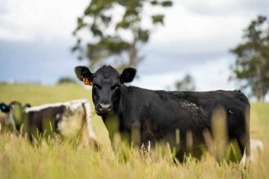 Bir tarlada ineklerle büyüyen uzun otlar, Sürdürülebilir bir Avustralya Çiftliğinde Sağlıklı Sığır Sürüsü. İlkbaharda Kırsal Tarım 'ın Yenilenme Uygulamalarını Sembolize Etmek
