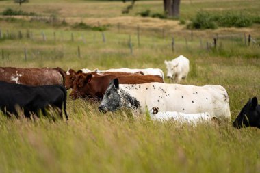 Green Pasture çiftliği sürdürülebilir tarım yapıyor Avustralya 'da yenilenebilir çiftliğin geleceği. Sağlıklı Toprak Yönetimi, Çevre Yönetimi ve Kırsal Peyzaj Gösterimi