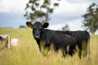 Bir tarlada ineklerle büyüyen uzun otlar, Sürdürülebilir bir Avustralya Çiftliğinde Sağlıklı Sığır Sürüsü. İlkbaharda Kırsal Tarım 'ın Yenilenme Uygulamalarını Sembolize Etmek