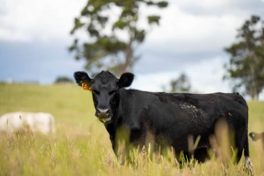 Bir tarlada ineklerle büyüyen uzun otlar, Sürdürülebilir bir Avustralya Çiftliğinde Sağlıklı Sığır Sürüsü. İlkbaharda Kırsal Tarım 'ın Yenilenme Uygulamalarını Sembolize Etmek