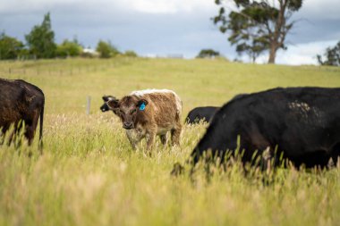 Bir tarlada ineklerle büyüyen uzun otlar, Sürdürülebilir bir Avustralya Çiftliğinde Sağlıklı Sığır Sürüsü. İlkbaharda Kırsal Tarım 'ın Yenilenme Uygulamalarını Sembolize Etmek