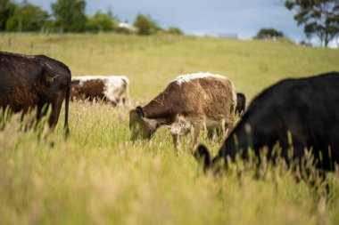 Green Pasture çiftliği sürdürülebilir tarım yapıyor Avustralya 'da yenilenebilir çiftliğin geleceği. Sağlıklı Toprak Yönetimi, Çevre Yönetimi ve Kırsal Peyzaj Gösterimi