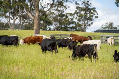 Avustralya 'daki güzel sığırlar ot yer, otlakta otlarlar. Tarımsal bir çiftlikte yetiştirilen sığır sürüsü. İlkbaharda sürdürülebilir tarım