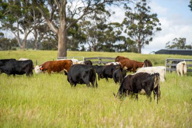 Bir tarlada ineklerle büyüyen uzun otlar, Sürdürülebilir bir Avustralya Çiftliğinde Sağlıklı Sığır Sürüsü. İlkbaharda Kırsal Tarım 'ın Yenilenme Uygulamalarını Sembolize Etmek