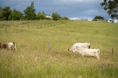 Green Pasture çiftliği sürdürülebilir tarım yapıyor Avustralya 'da yenilenebilir çiftliğin geleceği. Sağlıklı Toprak Yönetimi, Çevre Yönetimi ve Kırsal Peyzaj Gösterimi