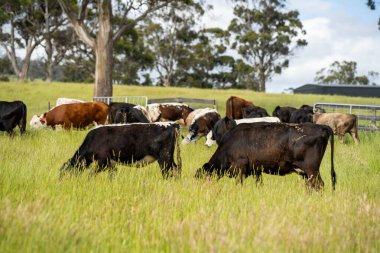 Green Pasture çiftliği sürdürülebilir tarım yapıyor Avustralya 'da yenilenebilir çiftliğin geleceği. Sağlıklı Toprak Yönetimi, Çevre Yönetimi ve Kırsal Peyzaj Gösterimi