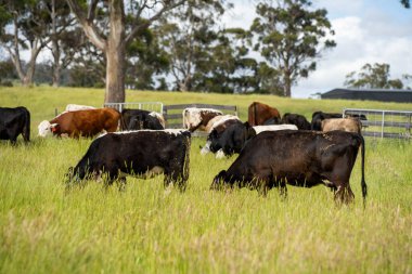 Bir tarlada ineklerle büyüyen uzun otlar, Sürdürülebilir bir Avustralya Çiftliğinde Sağlıklı Sığır Sürüsü. İlkbaharda Kırsal Tarım 'ın Yenilenme Uygulamalarını Sembolize Etmek