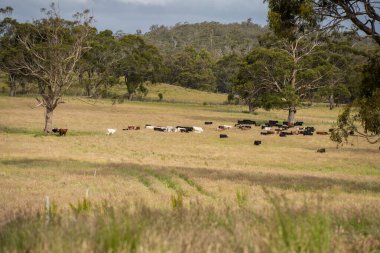 Bir tarlada ineklerle büyüyen uzun otlar, Sürdürülebilir bir Avustralya Çiftliğinde Sağlıklı Sığır Sürüsü. İlkbaharda Kırsal Tarım 'ın Yenilenme Uygulamalarını Sembolize Etmek
