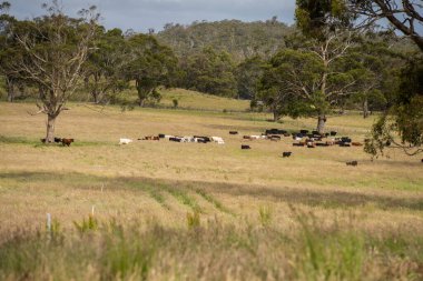 Green Pasture çiftliği sürdürülebilir tarım yapıyor Avustralya 'da yenilenebilir çiftliğin geleceği. Sağlıklı Toprak Yönetimi, Çevre Yönetimi ve Kırsal Peyzaj Gösterimi