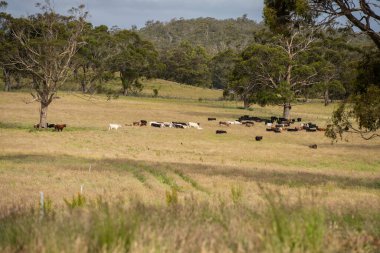 Bir tarlada ineklerle büyüyen uzun otlar, Sürdürülebilir bir Avustralya Çiftliğinde Sağlıklı Sığır Sürüsü. İlkbaharda Kırsal Tarım 'ın Yenilenme Uygulamalarını Sembolize Etmek