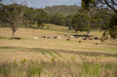 Green Pasture çiftliği sürdürülebilir tarım yapıyor Avustralya 'da yenilenebilir çiftliğin geleceği. Sağlıklı Toprak Yönetimi, Çevre Yönetimi ve Kırsal Peyzaj Gösterimi