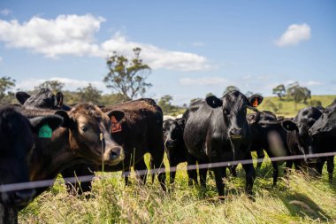 Bir tarlada ineklerle büyüyen uzun otlar, Sürdürülebilir bir Avustralya Çiftliğinde Sağlıklı Sığır Sürüsü. İlkbaharda Kırsal Tarım 'ın Yenilenme Uygulamalarını Sembolize Etmek