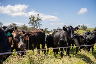 Bir tarlada ineklerle büyüyen uzun otlar, Sürdürülebilir bir Avustralya Çiftliğinde Sağlıklı Sığır Sürüsü. İlkbaharda Kırsal Tarım 'ın Yenilenme Uygulamalarını Sembolize Etmek