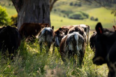 Bir tarlada ineklerle büyüyen uzun otlar, Sürdürülebilir bir Avustralya Çiftliğinde Sağlıklı Sığır Sürüsü. İlkbaharda Kırsal Tarım 'ın Yenilenme Uygulamalarını Sembolize Etmek