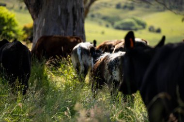 Bir tarlada ineklerle büyüyen uzun otlar, Sürdürülebilir bir Avustralya Çiftliğinde Sağlıklı Sığır Sürüsü. İlkbaharda Kırsal Tarım 'ın Yenilenme Uygulamalarını Sembolize Etmek