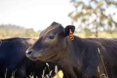 Bir tarlada ineklerle büyüyen uzun otlar, Sürdürülebilir bir Avustralya Çiftliğinde Sağlıklı Sığır Sürüsü. İlkbaharda Kırsal Tarım 'ın Yenilenme Uygulamalarını Sembolize Etmek
