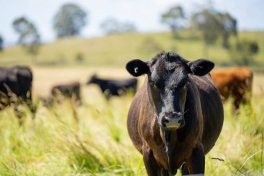 Altın Avustralya Çiftliği, yemyeşil çimleri, tarlada inekleri, sakızlı manzarası var. Geniş Kırsal Araziler ve Avustralya 'da sürdürülebilir yenilenebilir tarım için ilkbaharda