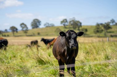 İngiltere 'de bir çiftlikteki bir tarlada sığır budu. Baharda çayırda otlayan İngiliz sığırları. Sürdürülebilir bir tarım çiftliğinin otlağında büyüyen yeşil çimenler.