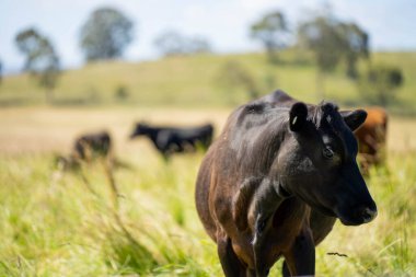 Avustralya 'daki güzel sığırlar ot yer, otlakta otlarlar. Tarımsal bir çiftlikte yetiştirilen sığır sürüsü. İlkbaharda sürdürülebilir tarım