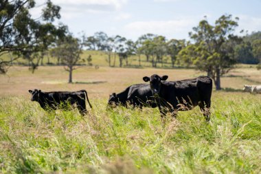 Green Pasture çiftliği sürdürülebilir tarım yapıyor Avustralya 'da yenilenebilir çiftliğin geleceği. Sağlıklı Toprak Yönetimi, Çevre Yönetimi ve Kırsal Peyzaj Gösterimi