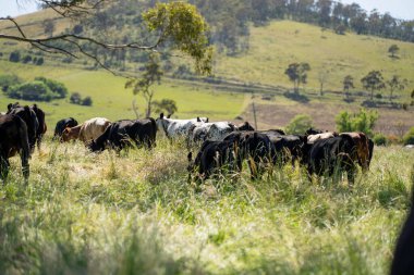 Green Pasture çiftliği sürdürülebilir tarım yapıyor Avustralya 'da yenilenebilir çiftliğin geleceği. Sağlıklı Toprak Yönetimi, Çevre Yönetimi ve Kırsal Peyzaj Gösterimi