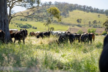 Altın Avustralya Çiftliği, yemyeşil çimleri, tarlada inekleri, sakızlı manzarası var. Geniş Kırsal Araziler ve Avustralya 'da sürdürülebilir yenilenebilir tarım için ilkbaharda