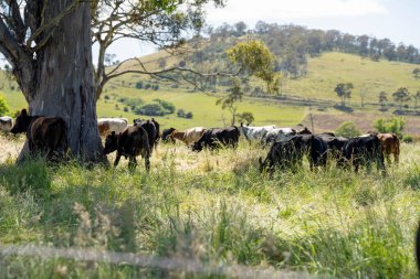 Green Pasture çiftliği sürdürülebilir tarım yapıyor Avustralya 'da yenilenebilir çiftliğin geleceği. Sağlıklı Toprak Yönetimi, Çevre Yönetimi ve Kırsal Peyzaj Gösterimi