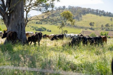 Avustralya 'daki güzel sığırlar ot yer, otlakta otlarlar. Tarımsal bir çiftlikte yetiştirilen sığır sürüsü. İlkbaharda sürdürülebilir tarım
