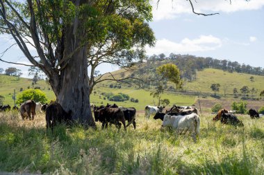 Avustralya 'daki güzel sığırlar ot yer, otlakta otlarlar. Tarımsal bir çiftlikte yetiştirilen sığır sürüsü. İlkbaharda sürdürülebilir tarım