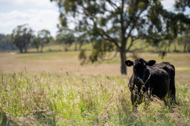 Avustralya 'daki güzel sığırlar ot yer, otlakta otlarlar. Tarımsal bir çiftlikte yetiştirilen sığır sürüsü. İlkbaharda sürdürülebilir tarım