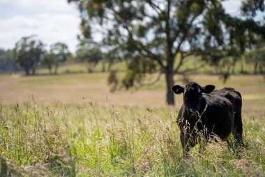 Bir tarlada ineklerle büyüyen uzun otlar, Sürdürülebilir bir Avustralya Çiftliğinde Sağlıklı Sığır Sürüsü. İlkbaharda Kırsal Tarım 'ın Yenilenme Uygulamalarını Sembolize Etmek
