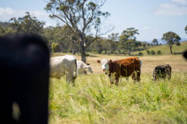 Bir tarlada ineklerle büyüyen uzun otlar, Sürdürülebilir bir Avustralya Çiftliğinde Sağlıklı Sığır Sürüsü. İlkbaharda Kırsal Tarım 'ın Yenilenme Uygulamalarını Sembolize Etmek