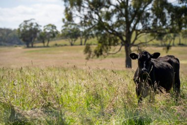 Green Pasture çiftliği sürdürülebilir tarım yapıyor Avustralya 'da yenilenebilir çiftliğin geleceği. Sağlıklı Toprak Yönetimi, Çevre Yönetimi ve Kırsal Peyzaj Gösterimi