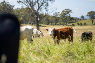 Green Pasture çiftliği sürdürülebilir tarım yapıyor Avustralya 'da yenilenebilir çiftliğin geleceği. Sağlıklı Toprak Yönetimi, Çevre Yönetimi ve Kırsal Peyzaj Gösterimi