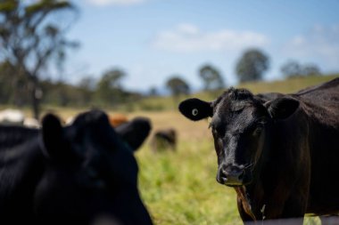 Bir tarlada ineklerle büyüyen uzun otlar, Sürdürülebilir bir Avustralya Çiftliğinde Sağlıklı Sığır Sürüsü. İlkbaharda Kırsal Tarım 'ın Yenilenme Uygulamalarını Sembolize Etmek