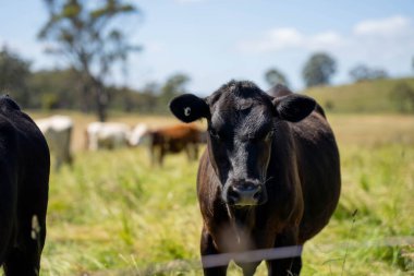 Bir tarlada ineklerle büyüyen uzun otlar, Sürdürülebilir bir Avustralya Çiftliğinde Sağlıklı Sığır Sürüsü. İlkbaharda Kırsal Tarım 'ın Yenilenme Uygulamalarını Sembolize Etmek