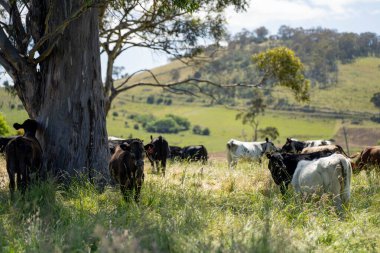 Bir tarlada ineklerle büyüyen uzun otlar, Sürdürülebilir bir Avustralya Çiftliğinde Sağlıklı Sığır Sürüsü. İlkbaharda Kırsal Tarım 'ın Yenilenme Uygulamalarını Sembolize Etmek