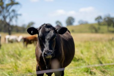 Altın Avustralya Çiftliği, yemyeşil çimleri, tarlada inekleri, sakızlı manzarası var. Geniş Kırsal Araziler ve Avustralya 'da sürdürülebilir yenilenebilir tarım için ilkbaharda