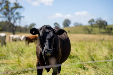 Bir tarlada ineklerle büyüyen uzun otlar, Sürdürülebilir bir Avustralya Çiftliğinde Sağlıklı Sığır Sürüsü. İlkbaharda Kırsal Tarım 'ın Yenilenme Uygulamalarını Sembolize Etmek